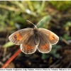 erebia iranica female4